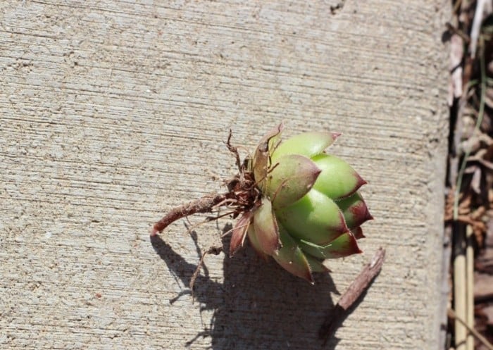 A close up on a succulent so you can see the root