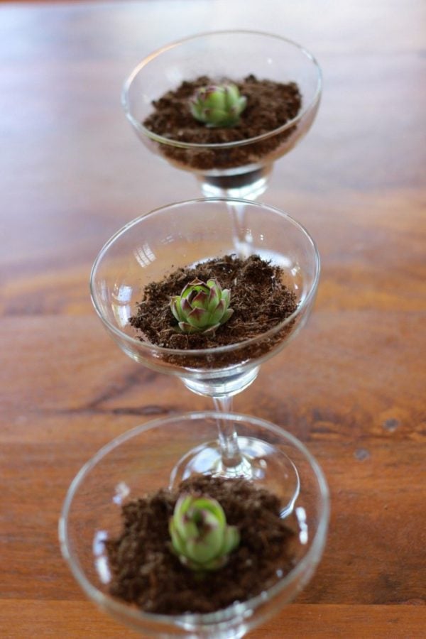 succulents in margarita glasses.