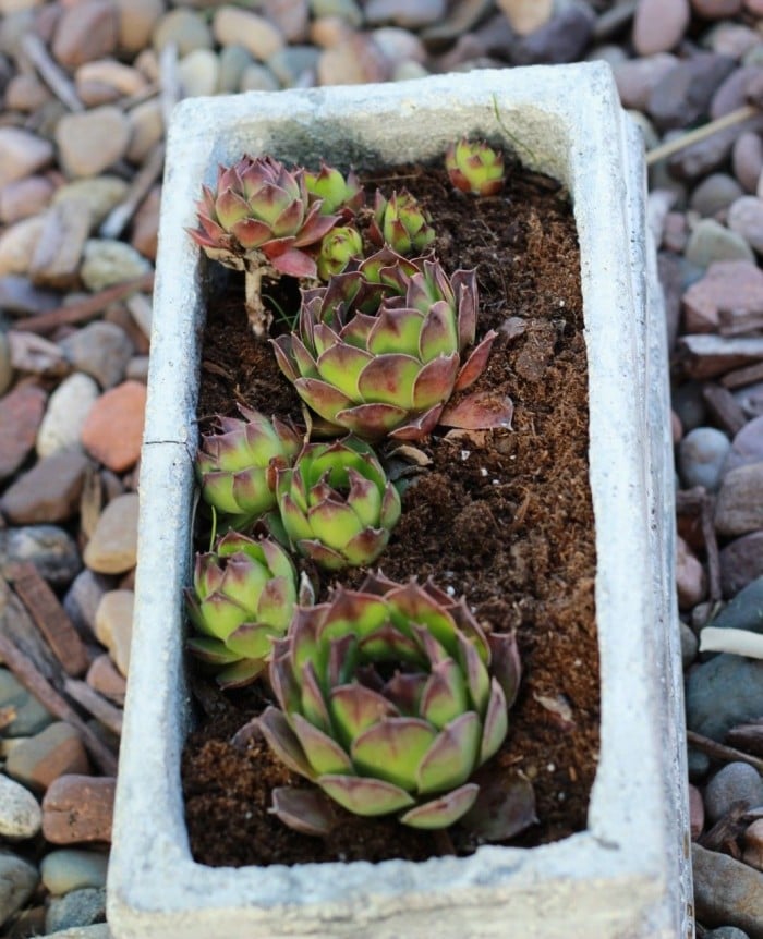 succulents in a planter for the winter