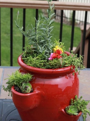 Plant some succulents in your strawberry container!