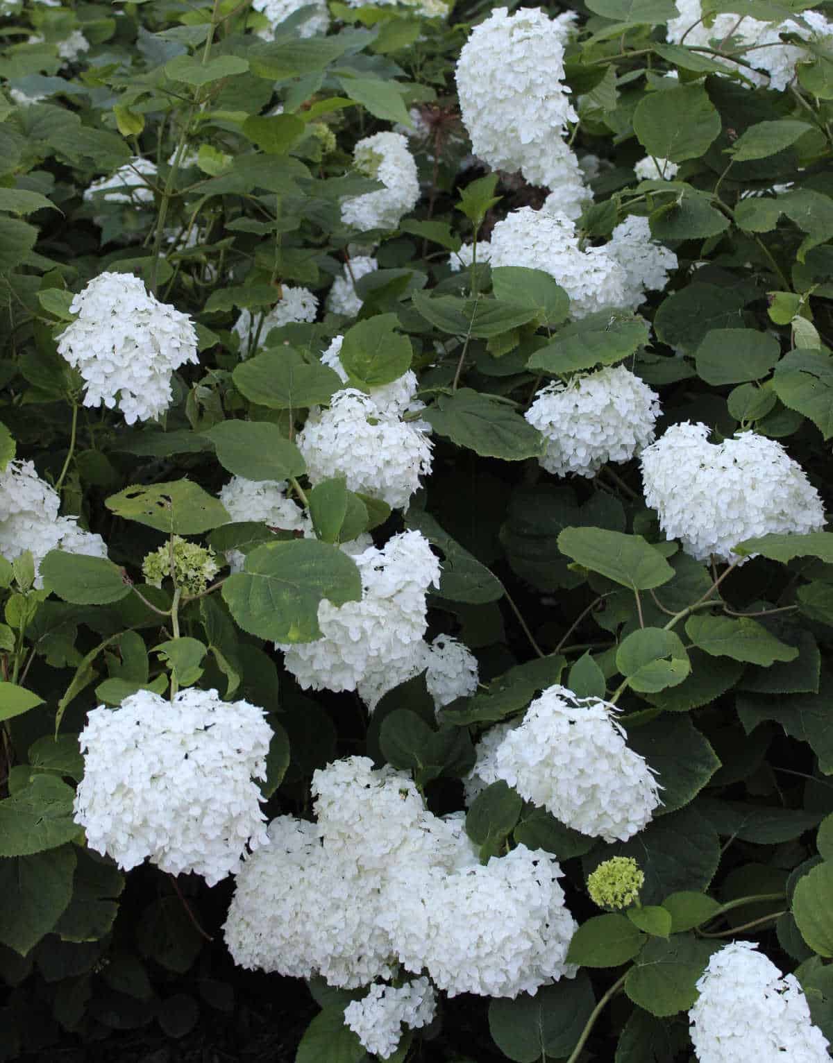 Big Annabelle hydrangea shrub with large white mophead flowers.