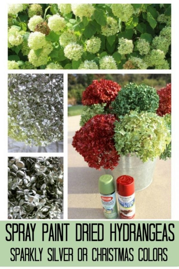 spray painted red and green dried hydrangeas.