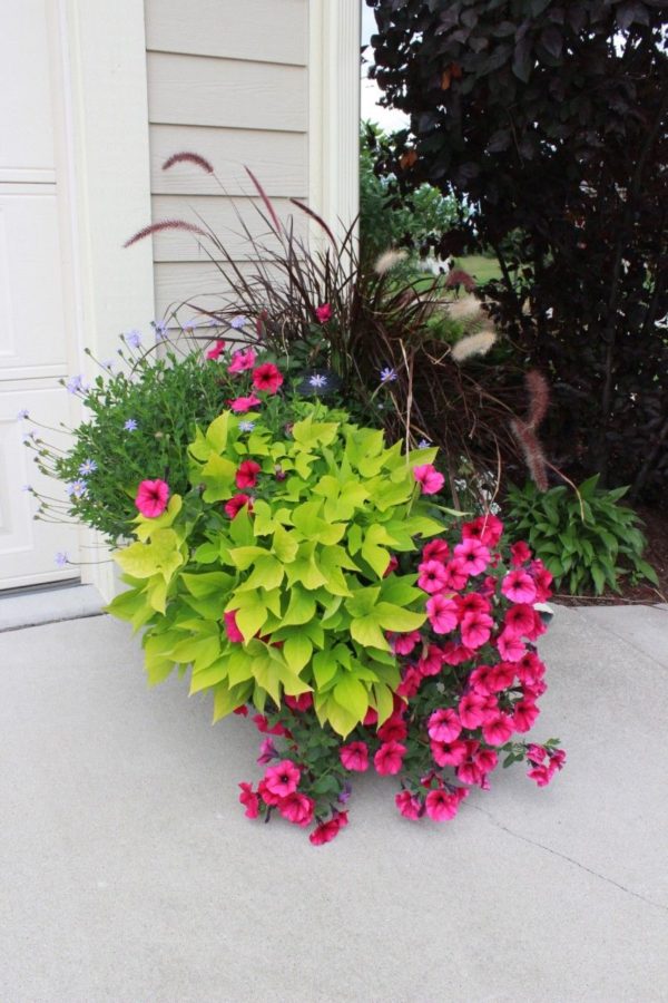 More hanging planters