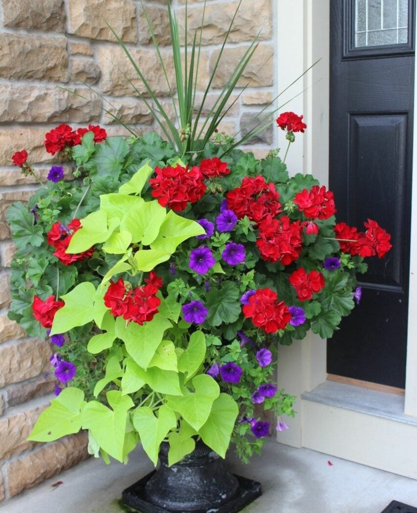 planter with spike plant, red geraniums, purple petunias and sweet potato vine