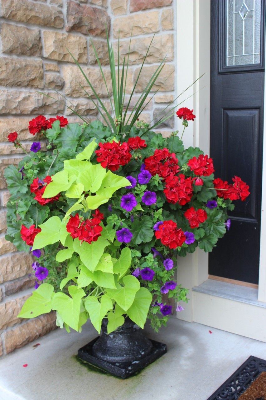 planter with spike plant, red geraniums, purple petunias and sweet potato vine