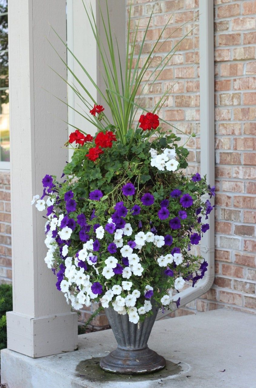 spike plant in planter of red geraniums and blue and white petunias