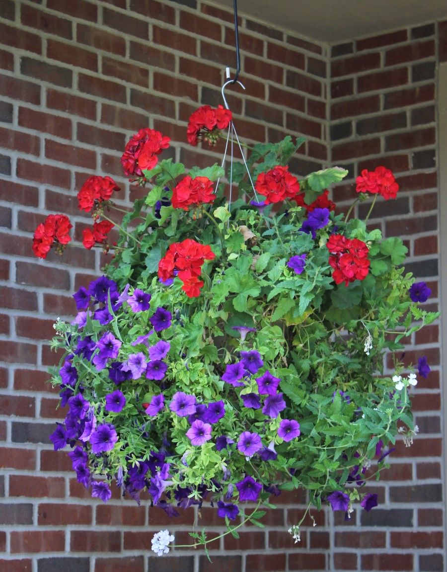 hanging planter with red geraniums and draping petunias