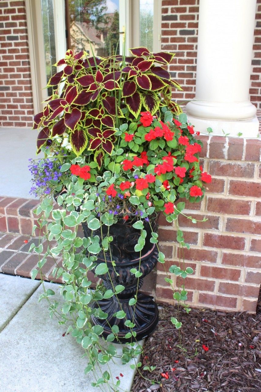 shade planter with coleus and draping vinca