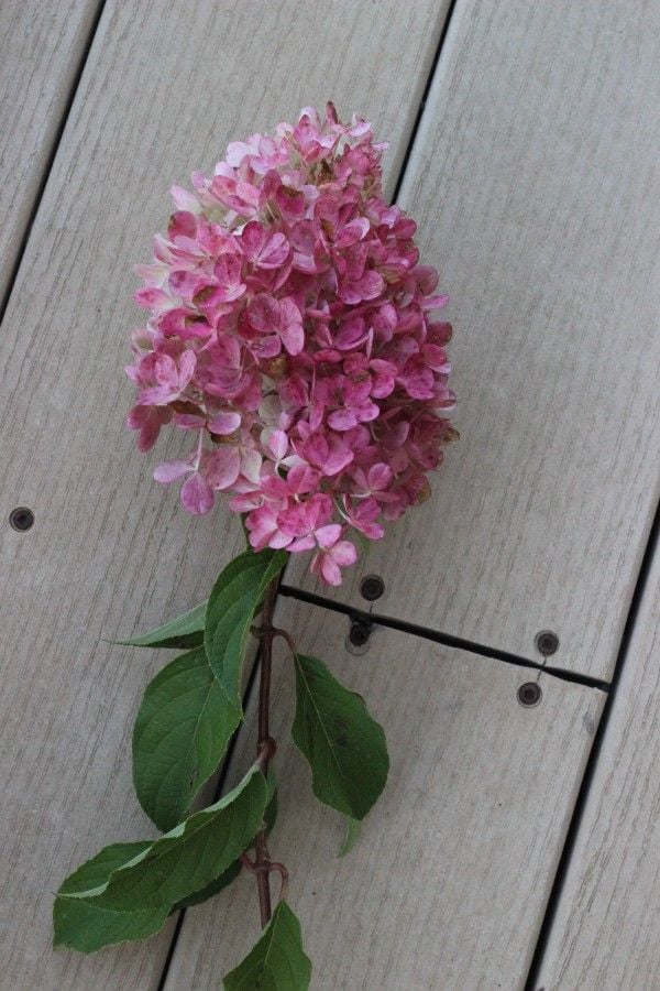 hydrangea wreath