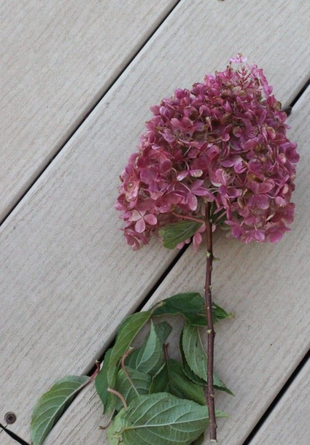 vanilla hydrangea