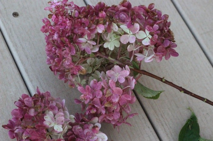 hydrangea wreath