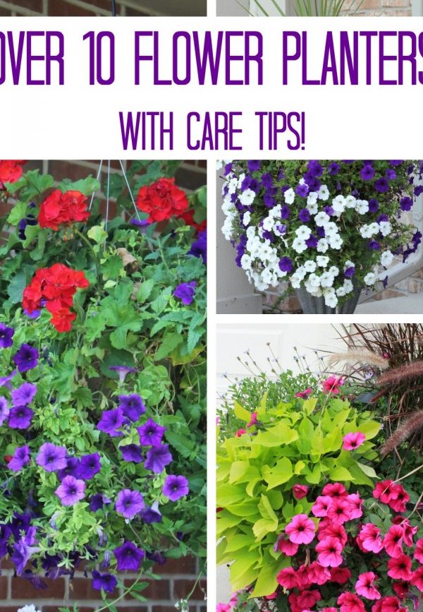 Bright red and purple flower planters