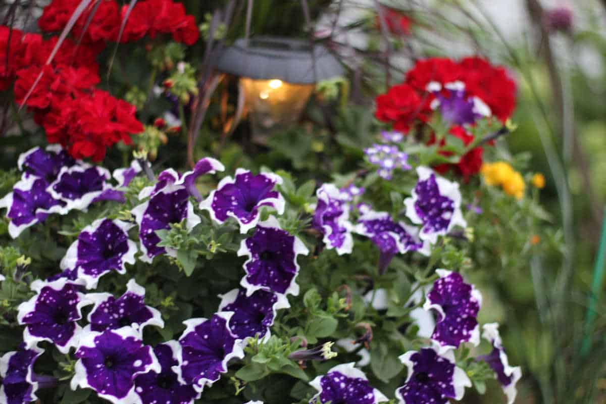 solar light in flowering summer planter