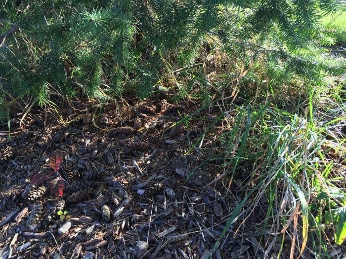 preventing weeds under trees