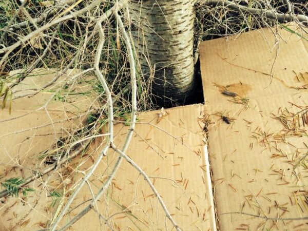 Putting cardboard under trees to prevent weeds