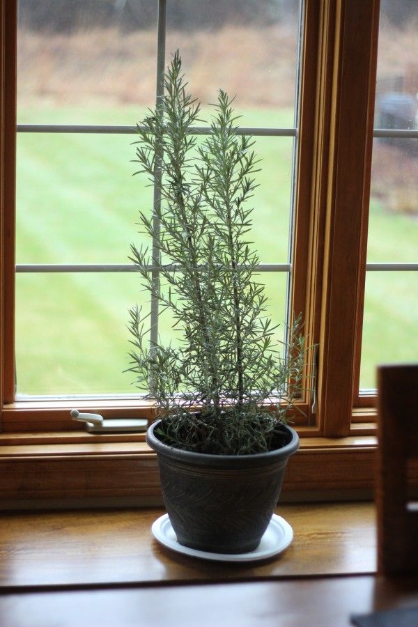 rosemary tree