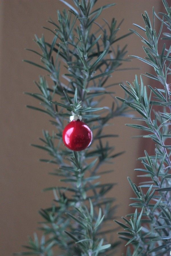 rosemary tree