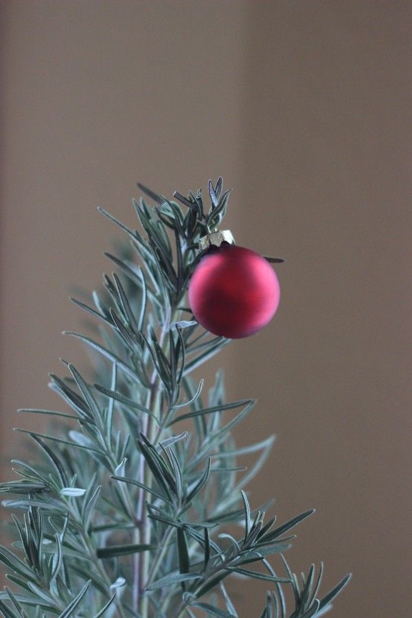 rosemary tree