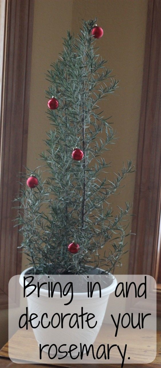 My Christmas Rosemary Tree From My Garden Momcrieff my-christmas-rosemary-tree-from-my-garden-momcrieff