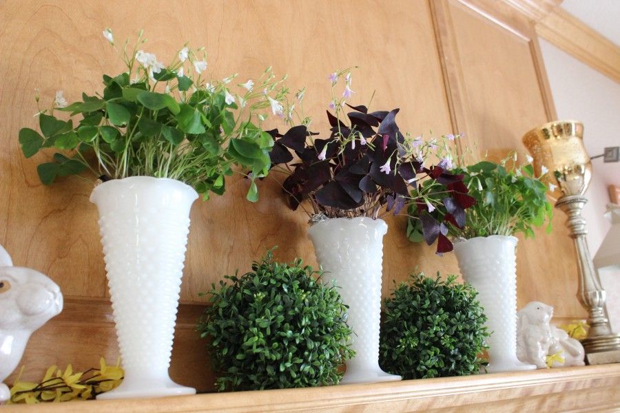 Shamrock plants (Oxalis) on my mantle for St. Patrick's Day.