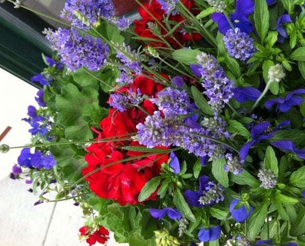 Red geraniums and purple flowers in a planter on Mackinac Island.