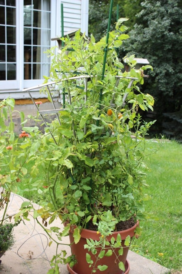 Planter with tomatos