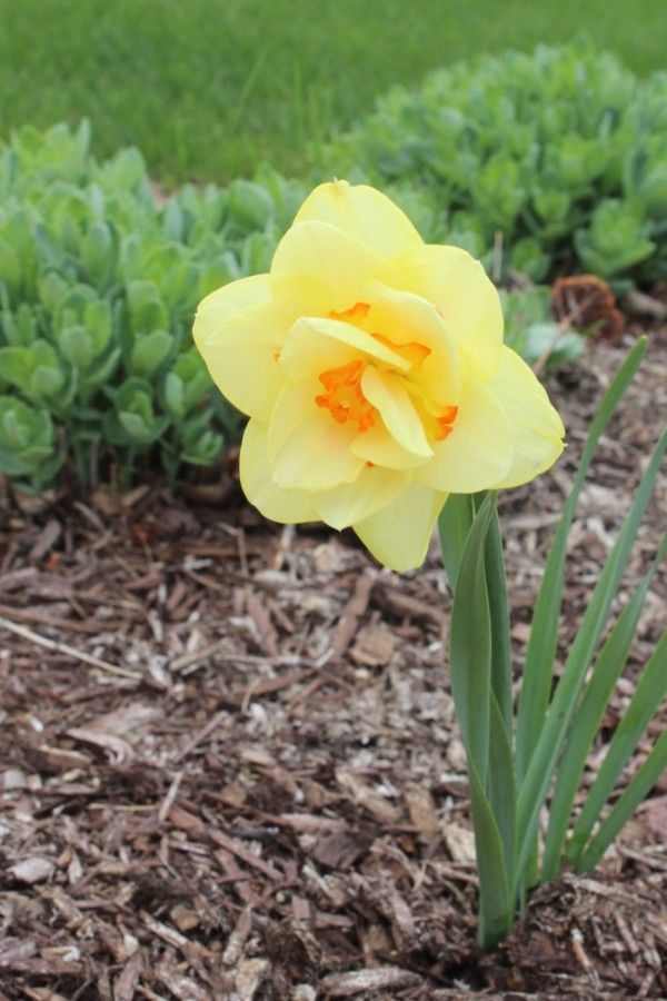 Benefits of daffodils