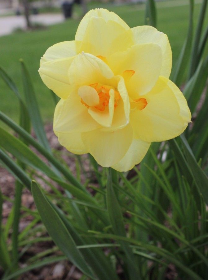 Benefits of Daffodils