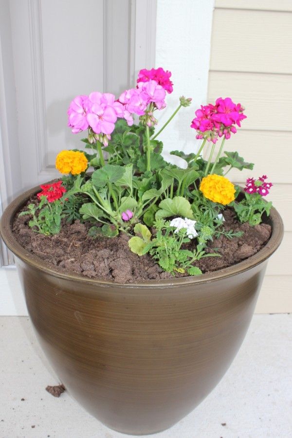 A planter with a just a few flowering plants in it.
