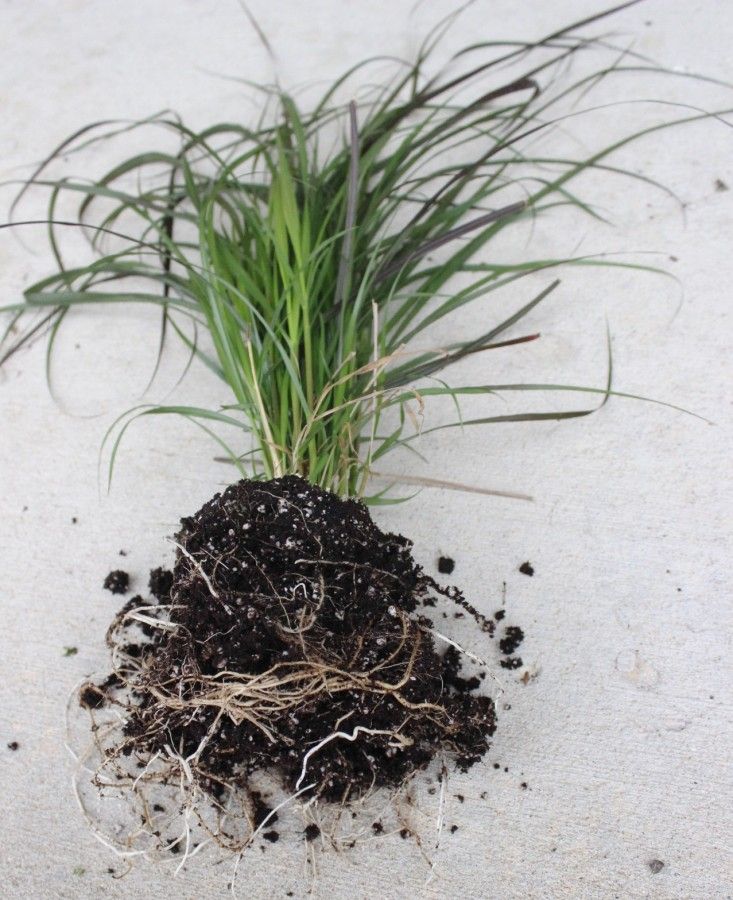 The rootball of a grass plant. Showing how to rough up the roots before planting