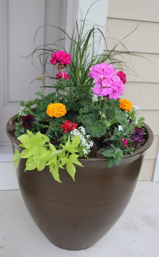 Finished container garden in the spring with geraniums, marigolds, alyssum, sweet potato vine and petunias.