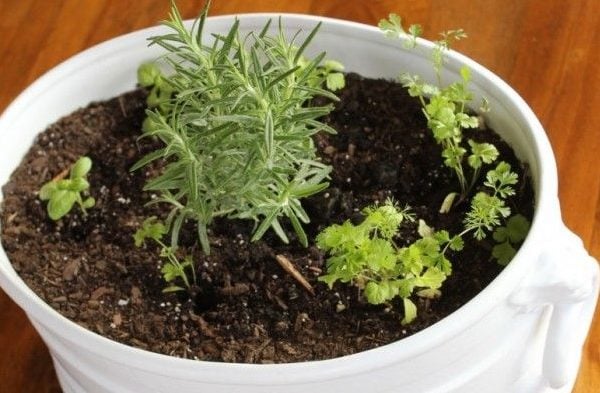 A white spray painted container was updated and repurposed as an herbal garden.