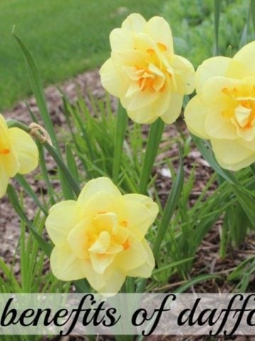 The benefits of daffodils