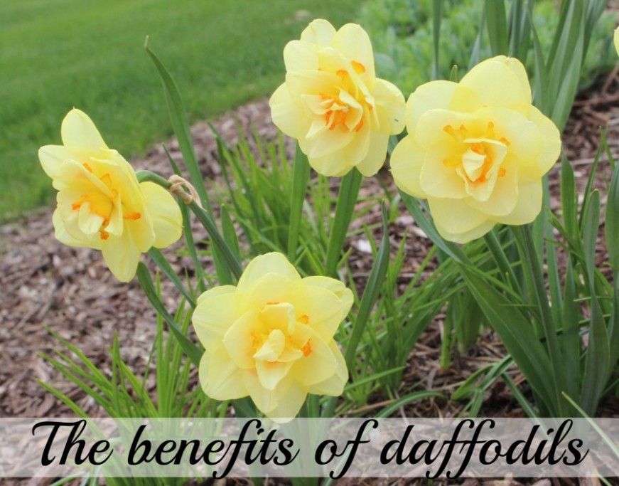 The benefits of the Daffodil! Momcrieff