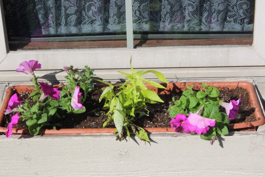 window planter boxes