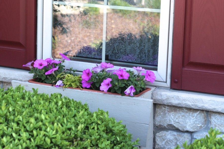 window box with petunias and sweet potato vines