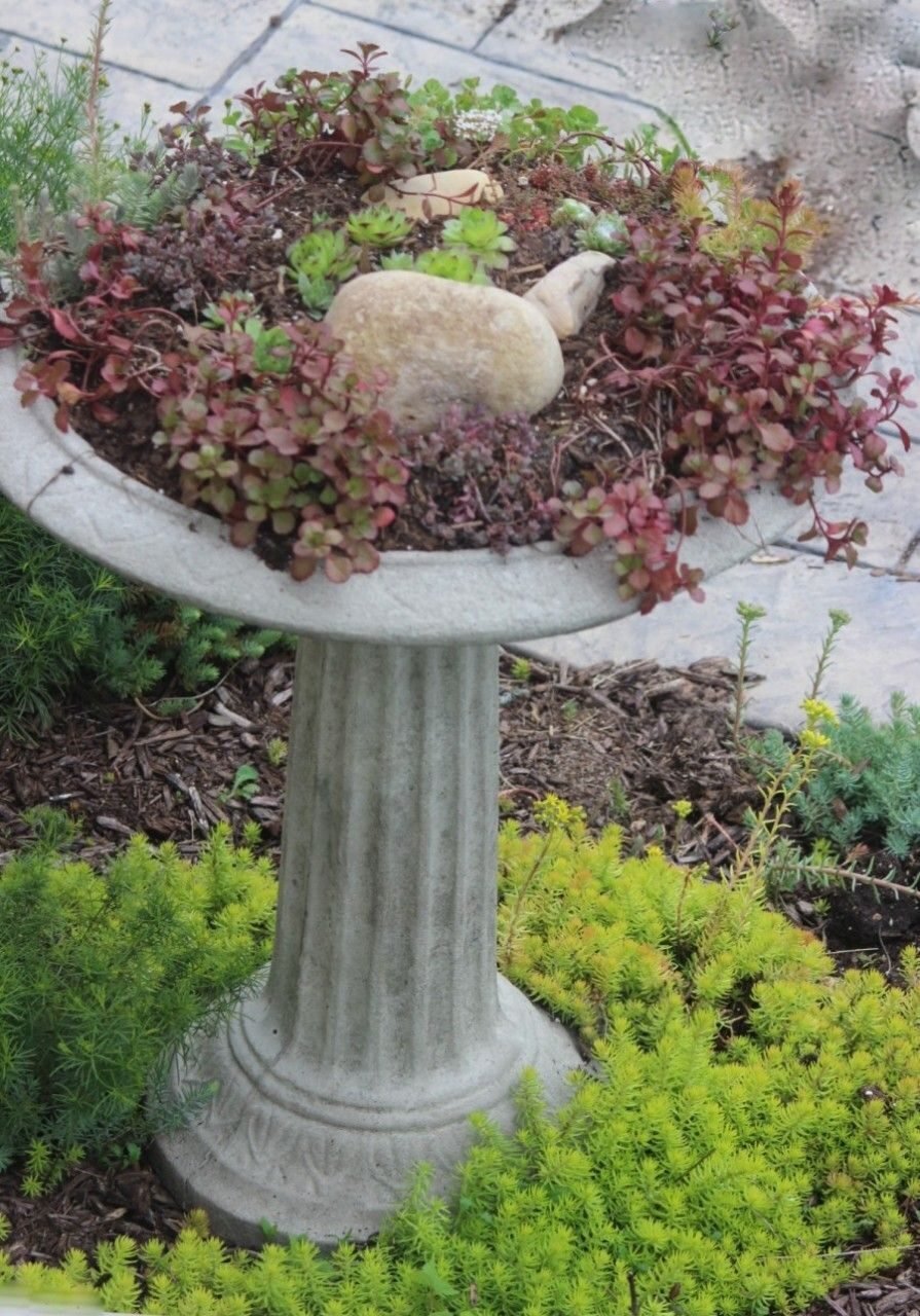 an assortment of different colored succulents growing in a cement bird bath.