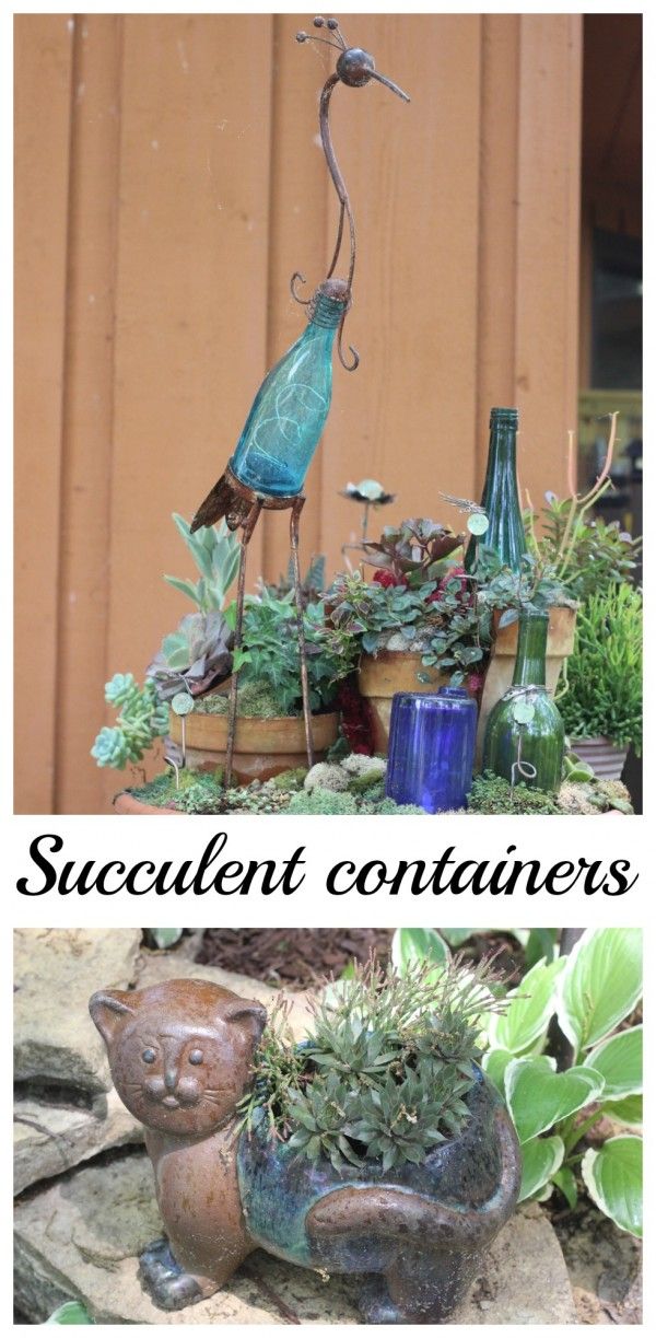 Creative succulent containers