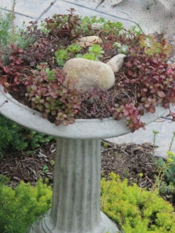 succulent bird bath