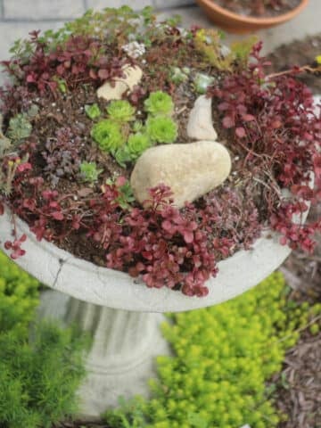 concrete bird bath with succulents planted in it.