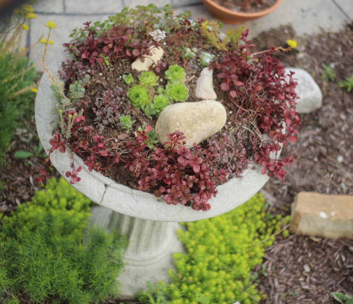 concrete bird bath with succulents planted in it. 