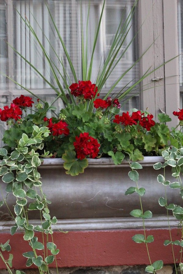 Red geraniums and draping green plants in a window box