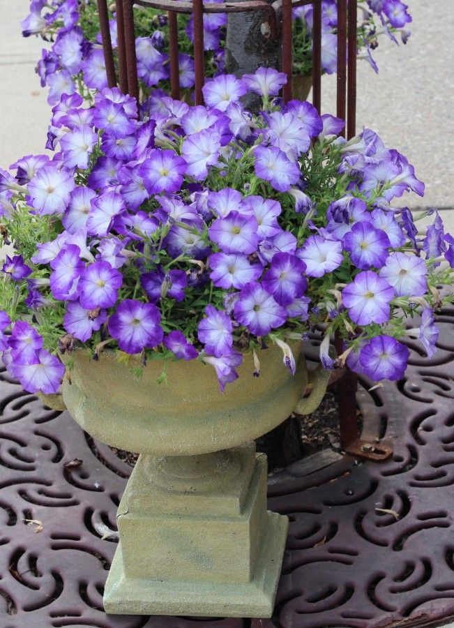 Planter with purple petunias and trellis