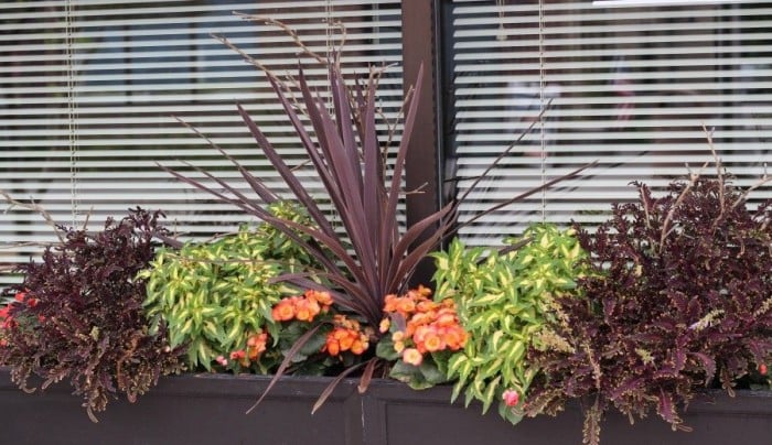 shade window planter with a big thriller plant in the center
