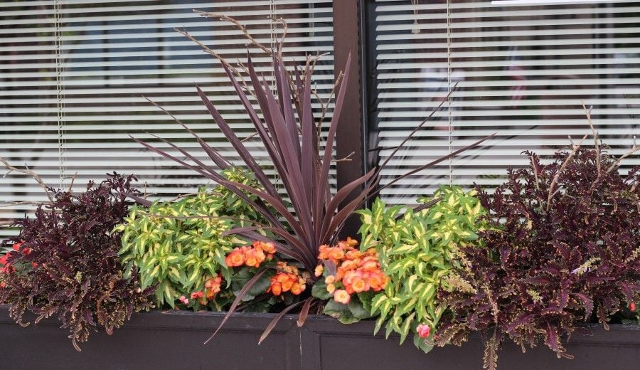 Pretty planter & shade container ideas with orange begonia