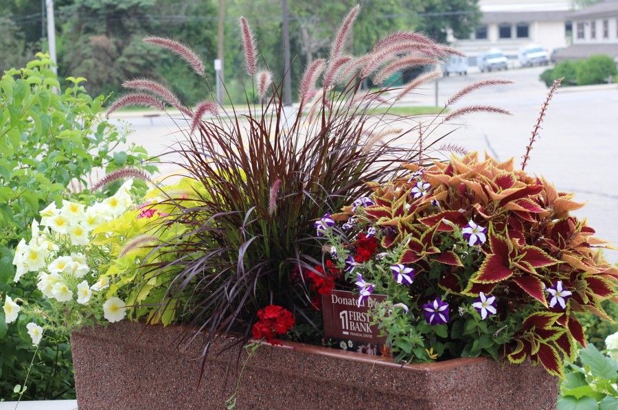 Pretty planter with purple fountain grass and coleus