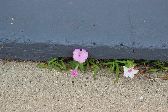 petunias growing in a crack in the cement.