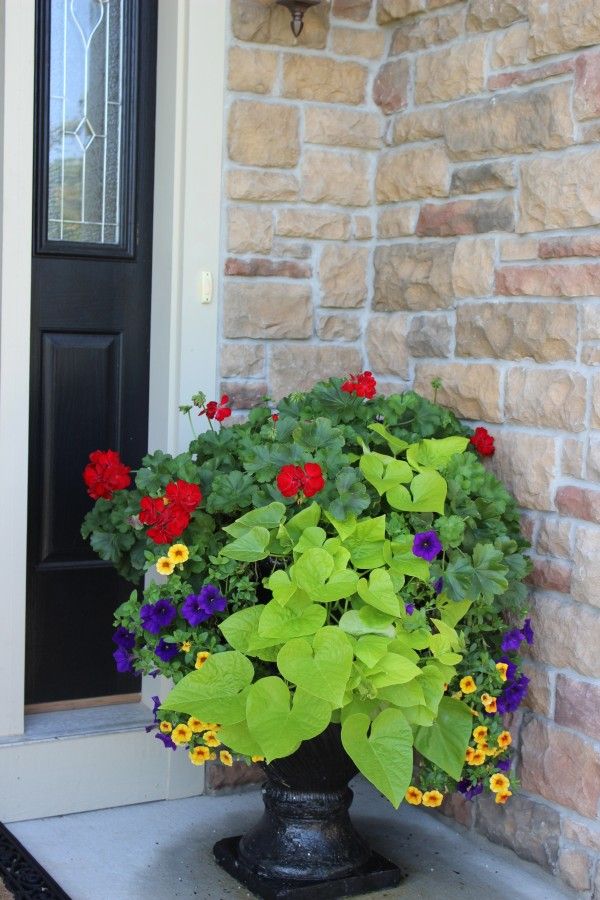 front door planter with red geraniums