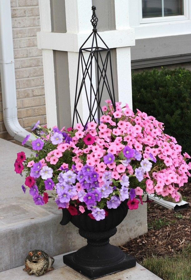 different colored petunias and million bells in a urn style planter