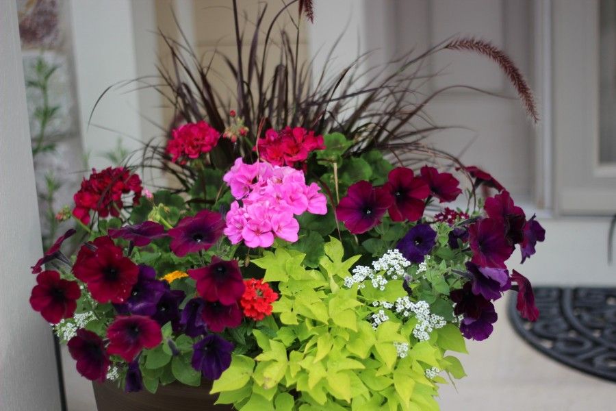 colorful planter with pink geraniums, a spiky grass in the middle and sweet potato vine leaves spilling over the side.